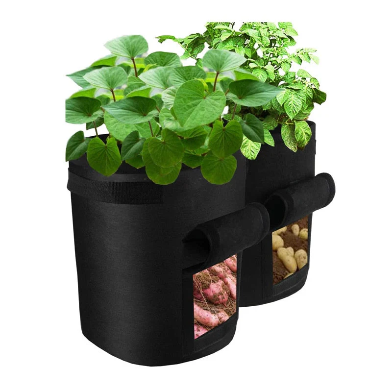 Miniatuur 6
