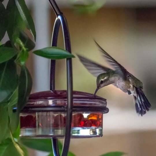 Miniatuur 3